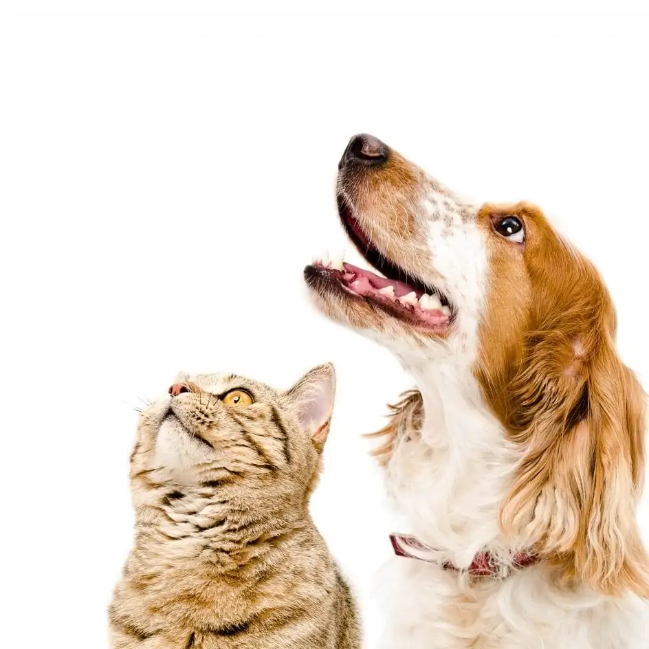 Tel Maitre Tel Chien Ou Chat Les Francais Et Leurs Animaux De Compagnie Ifop