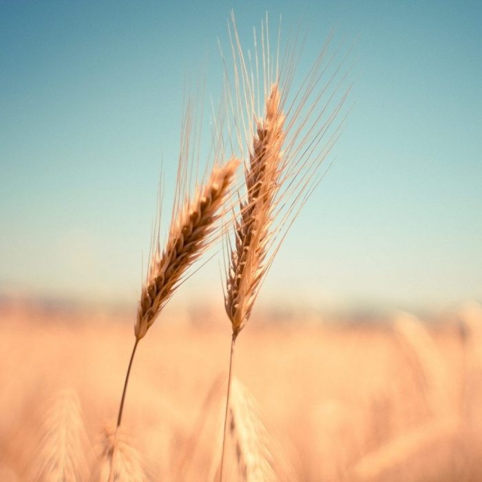 produits céréaliers