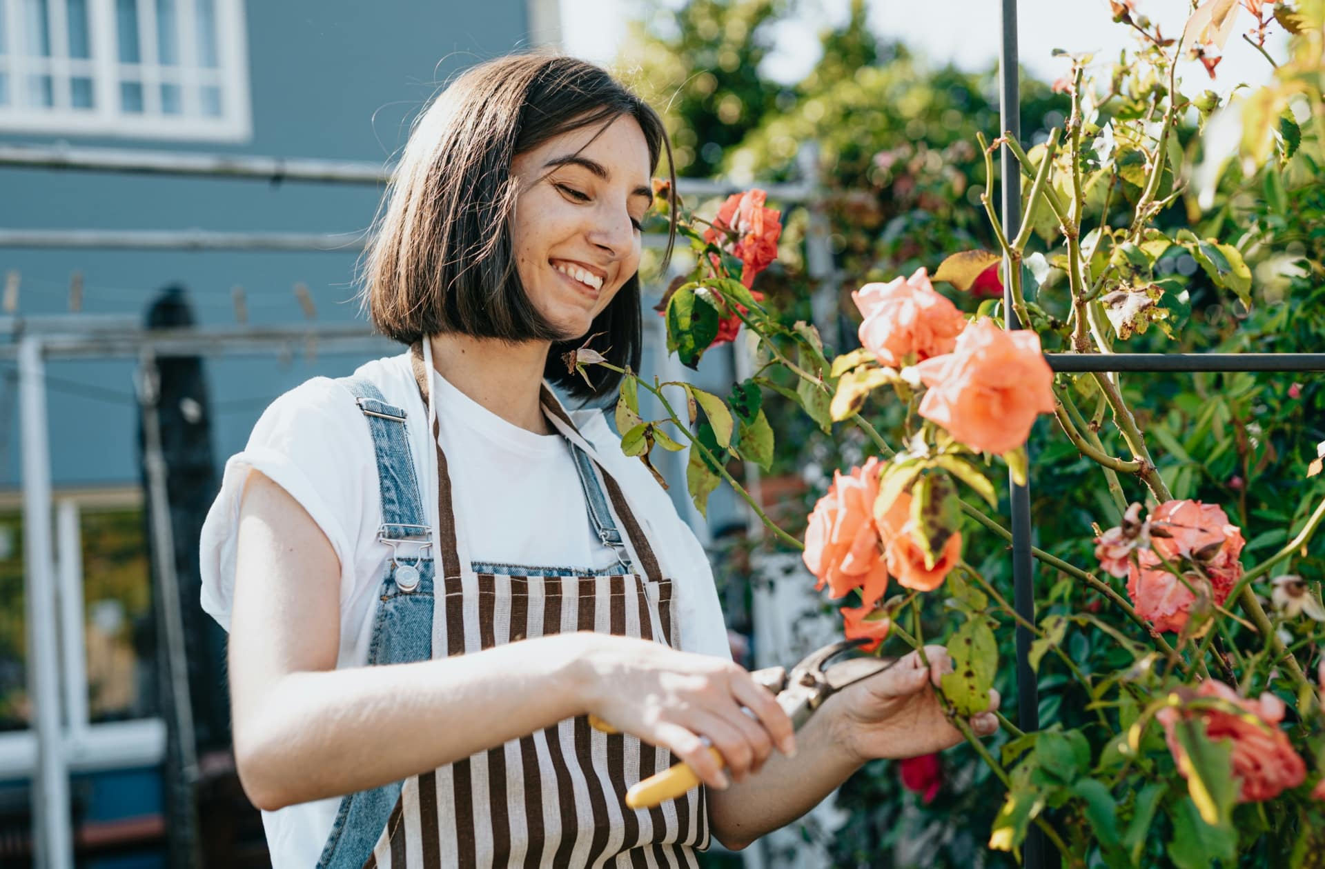 Femme en tablier qui coupe des roses dans un jardin