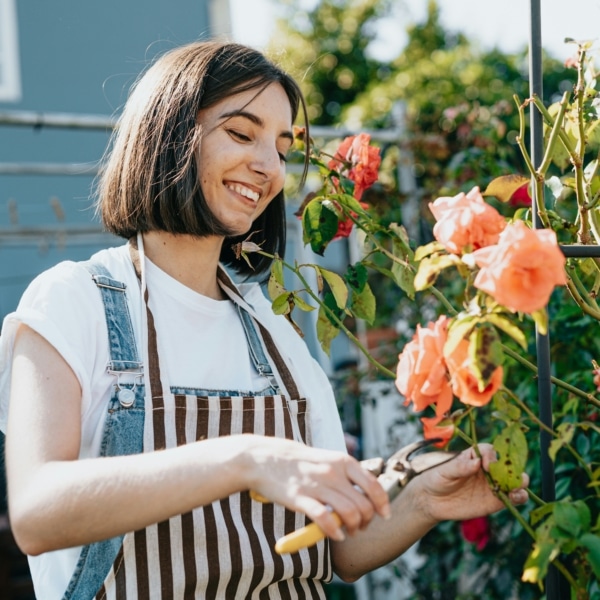 Femme en tablier qui coupe des roses dans un jardin